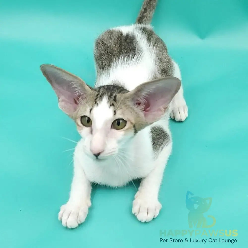 Xena Oriental Shorthair female black spotted tabby harlequin - live animals