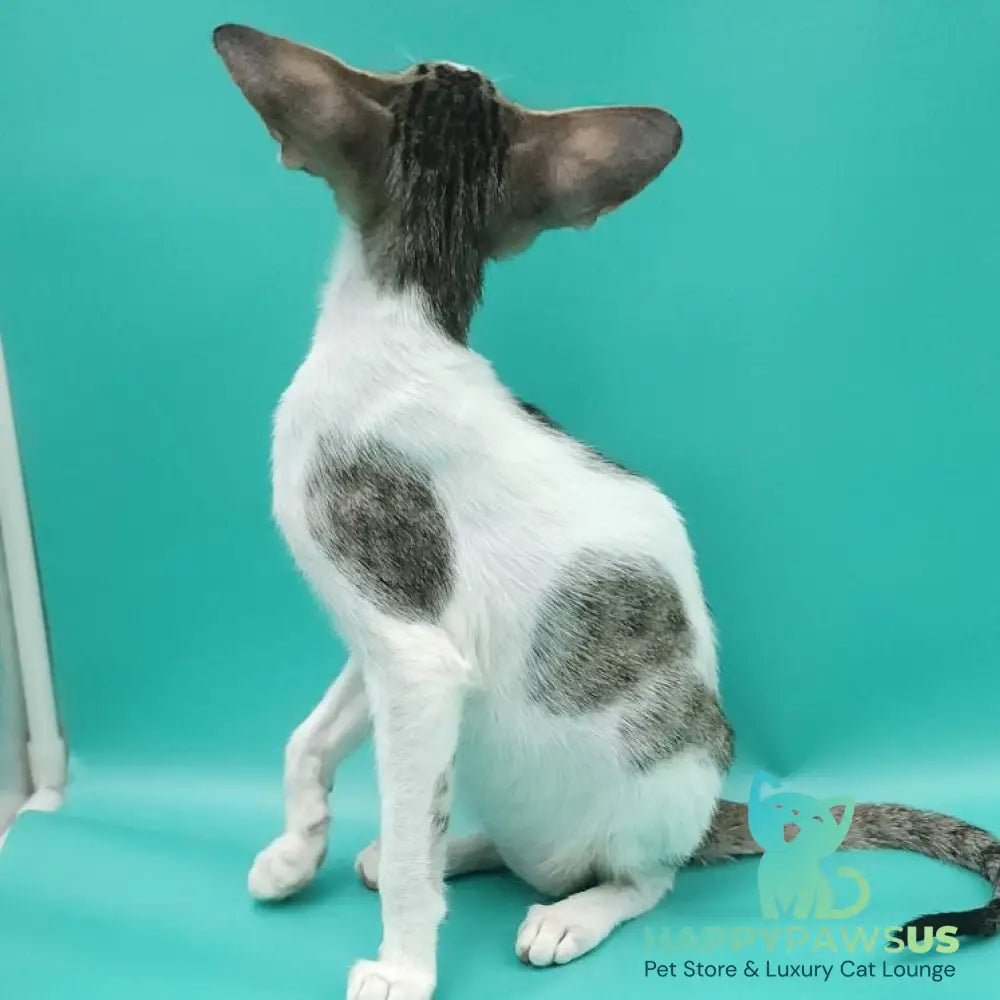 Xena Oriental Shorthair female black spotted tabby harlequin - live animals