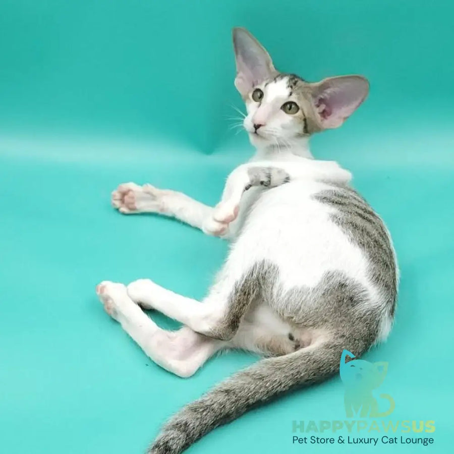 Xena Oriental Shorthair female black spotted tabby harlequin - live animals