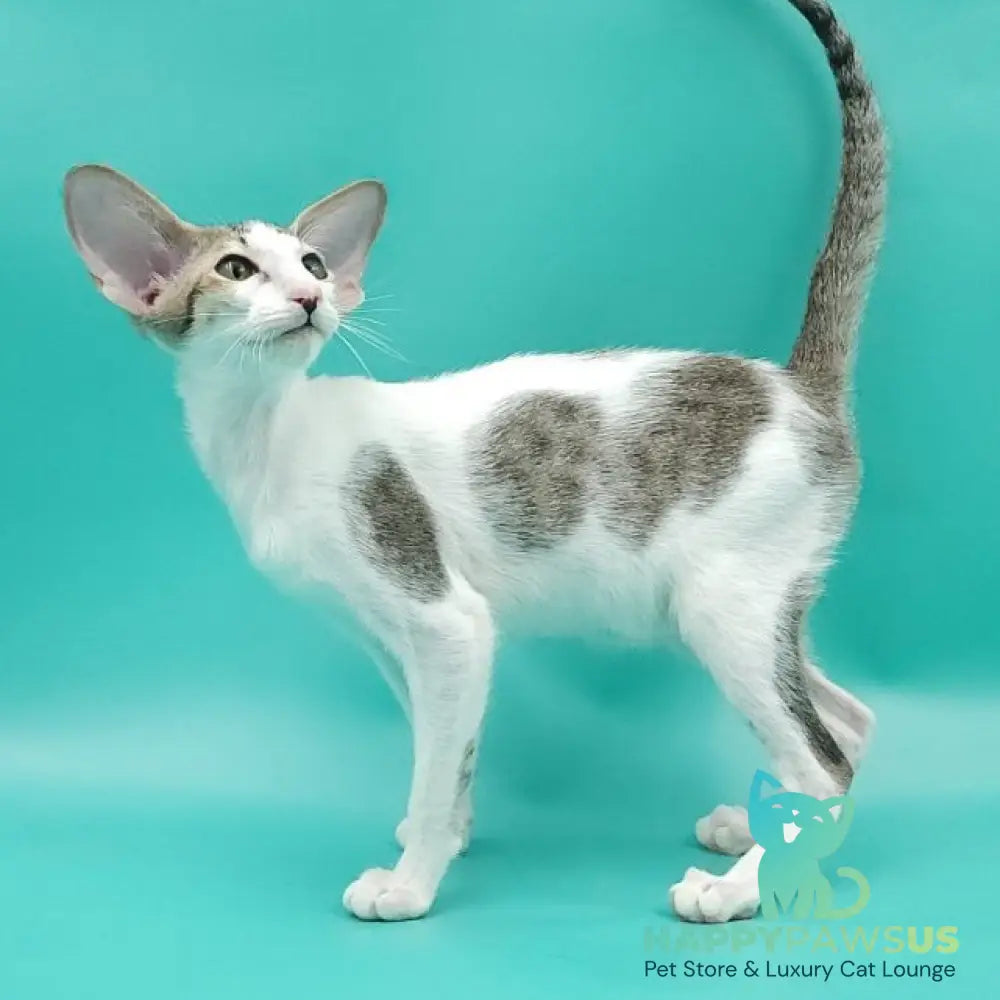 Xena Oriental Shorthair female black spotted tabby harlequin - live animals