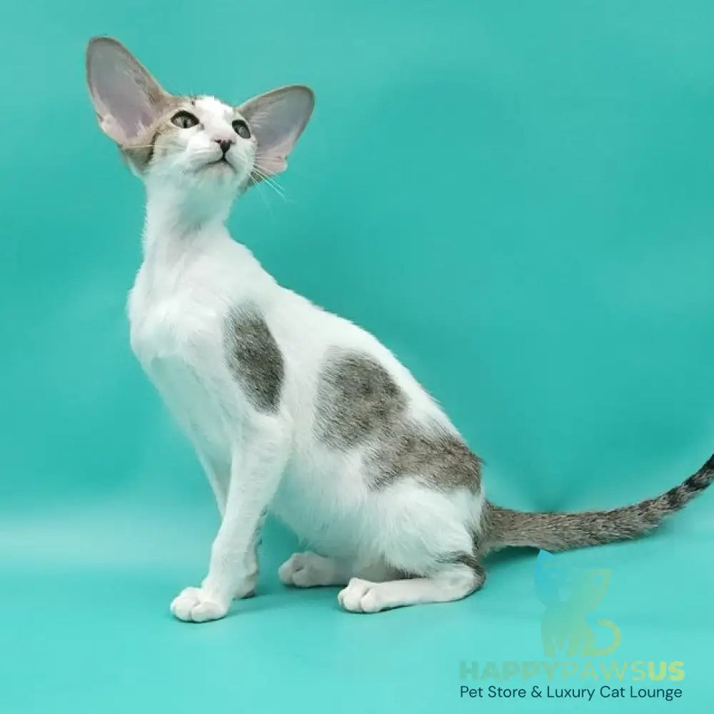 Xena Oriental Shorthair female black spotted tabby harlequin - live animals
