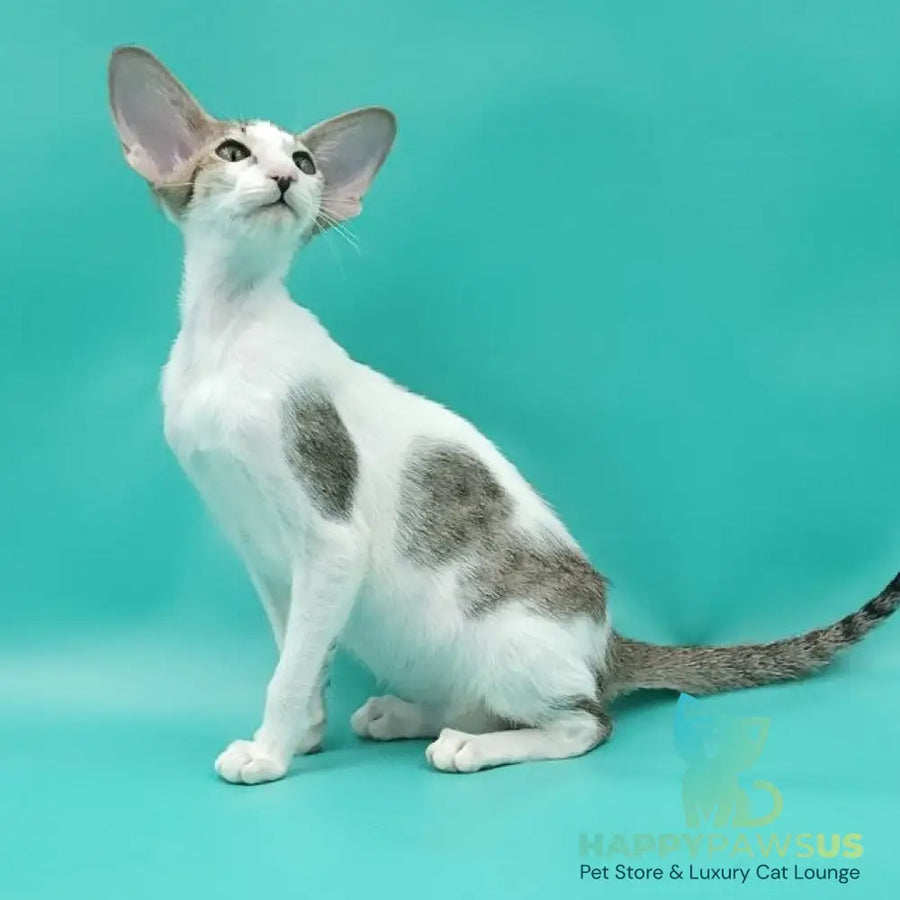 Xena Oriental Shorthair female black spotted tabby harlequin - live animals
