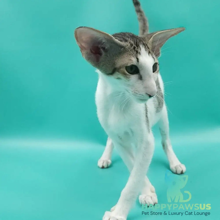 Xena Oriental Shorthair female black spotted tabby harlequin - live animals
