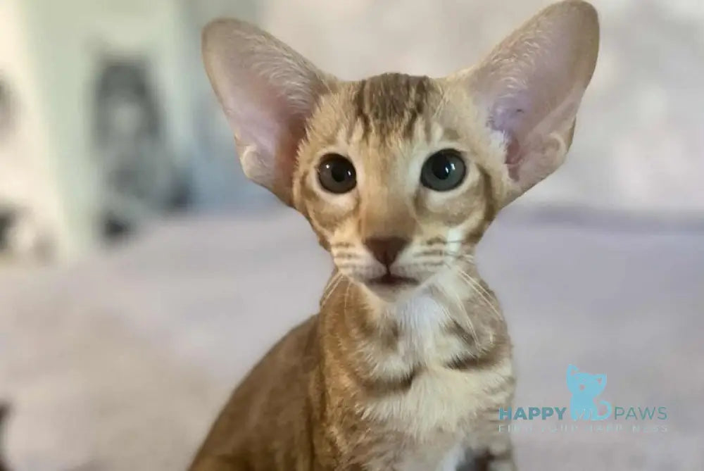 Xena Princesse Oriental Shorthair female chocolate ticked tabby live animals