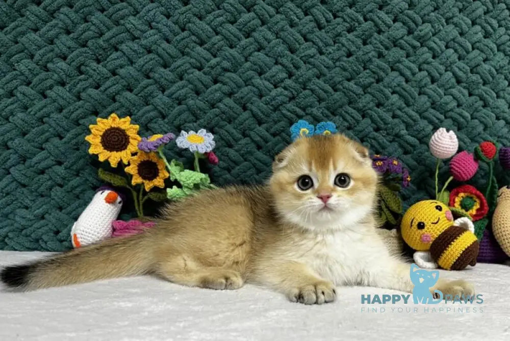 Xena Scottish Fold female black golden chinchilla live animals