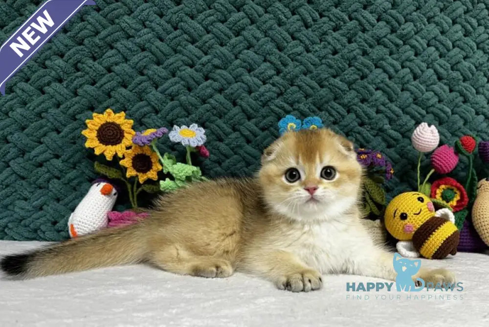 Xena Scottish Fold female black golden chinchilla live animals