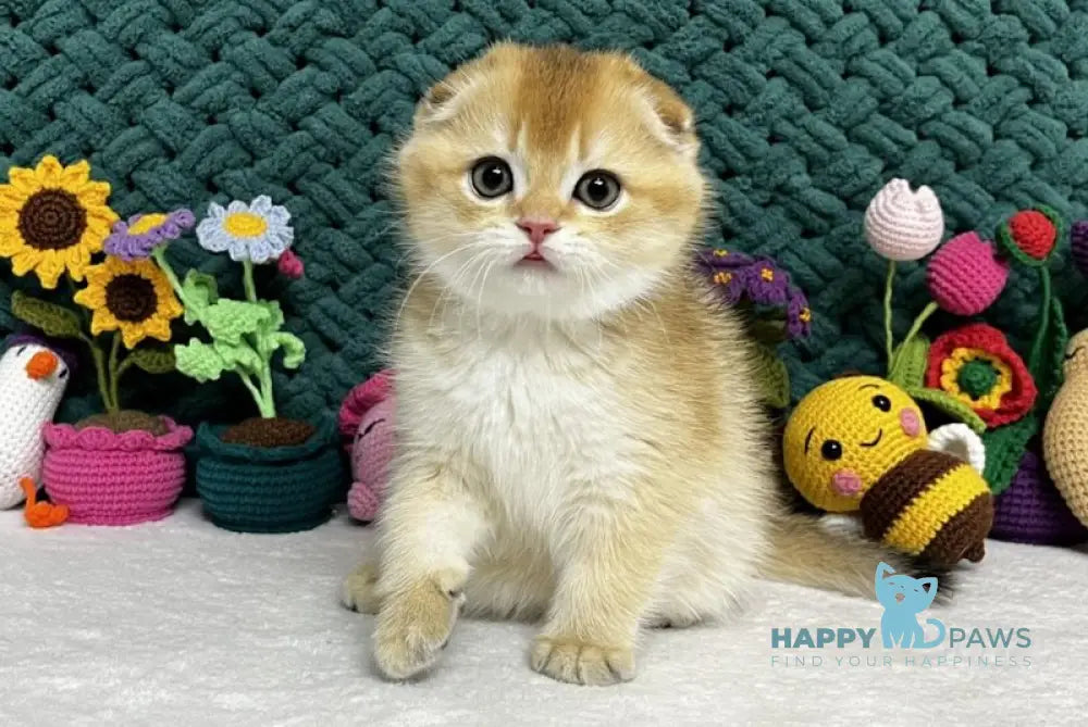 Xena Scottish Fold female black golden chinchilla live animals