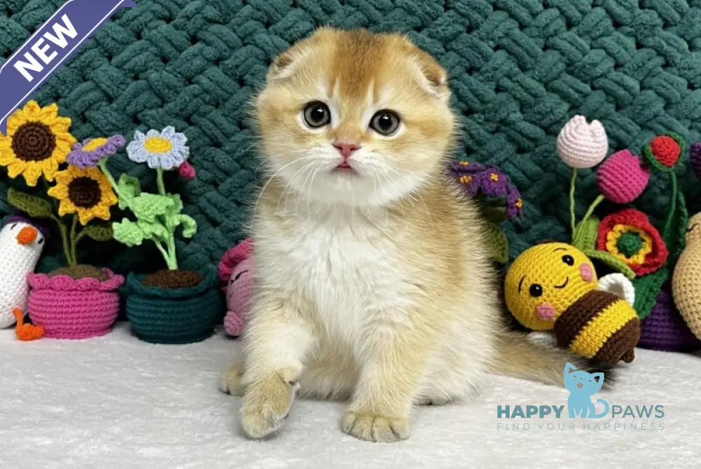 Xena Scottish Fold female black golden chinchilla live animals