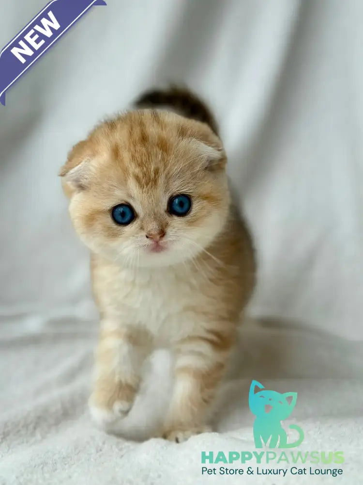 Xena Scottish Fold female black golden tabby - live animals