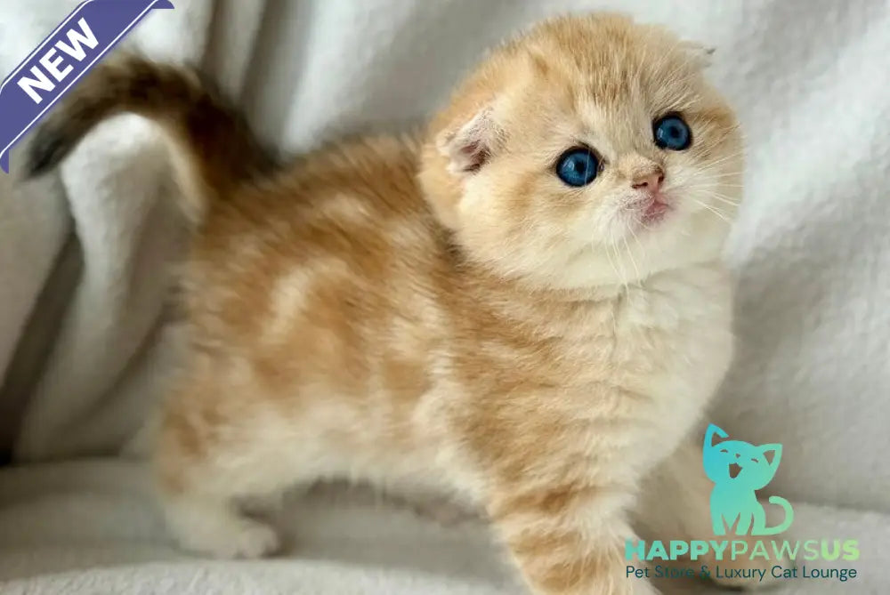 Xena Scottish Fold female black golden tabby - live animals