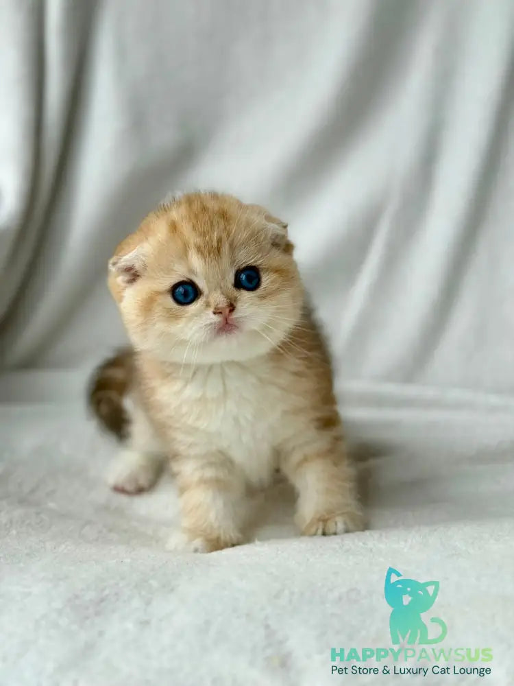 Xena Scottish Fold female black golden tabby - live animals