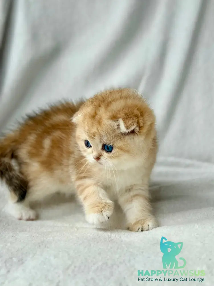 Xena Scottish Fold female black golden tabby - live animals