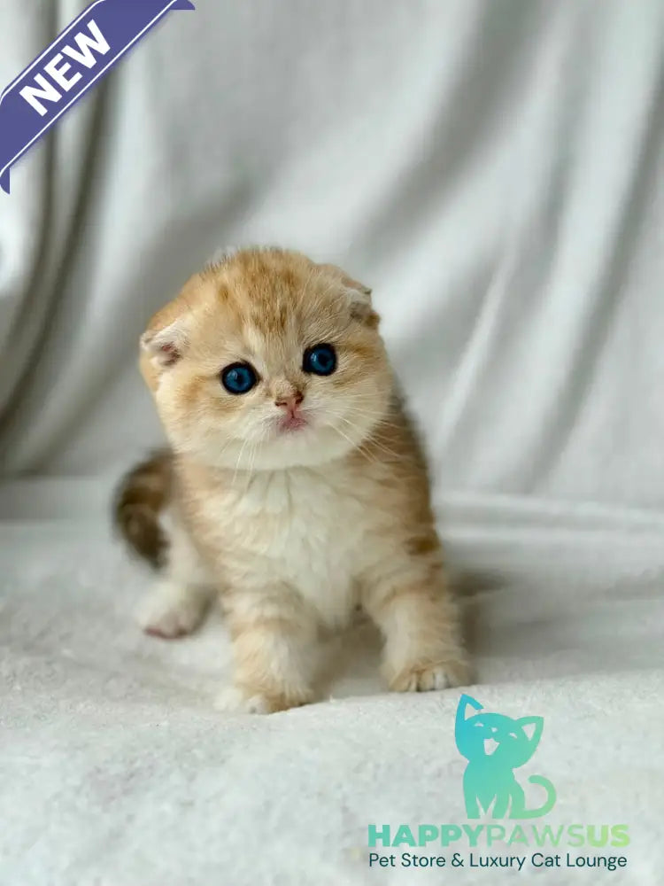 Xena Scottish Fold female black golden tabby - live animals