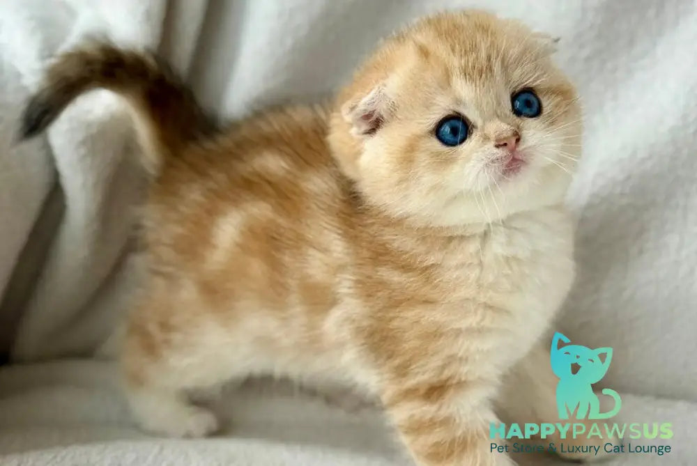 Xena Scottish Fold female black golden tabby - live animals