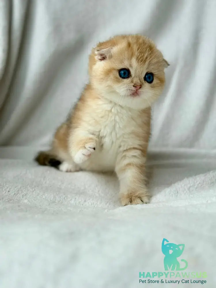 Xena Scottish Fold female black golden tabby - live animals