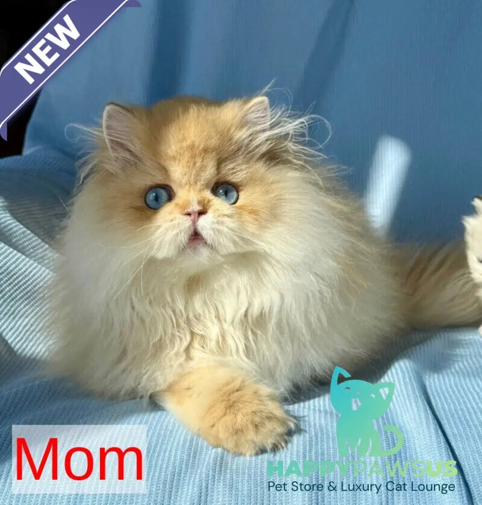 Xena Scottish Fold female black golden tabby - live animals