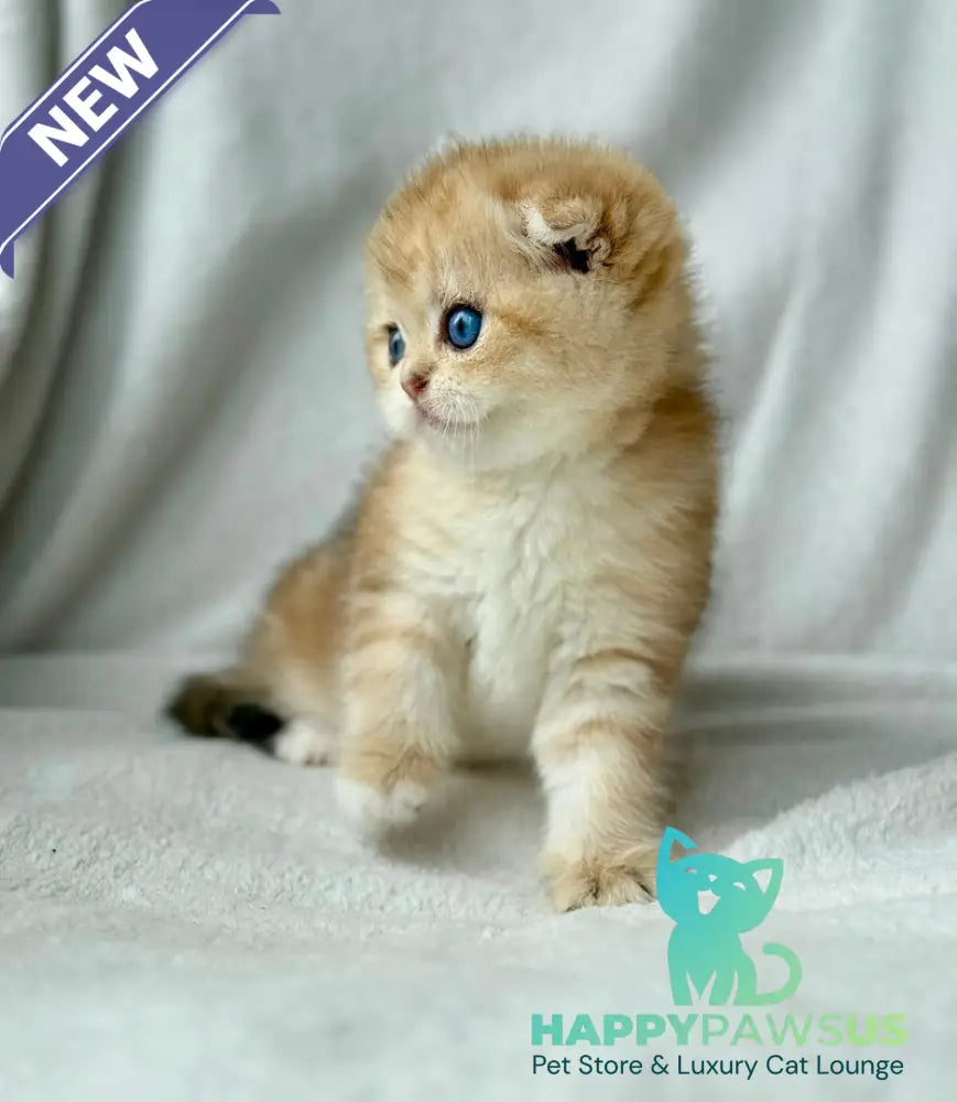 Xena Scottish Fold female black golden tabby - live animals