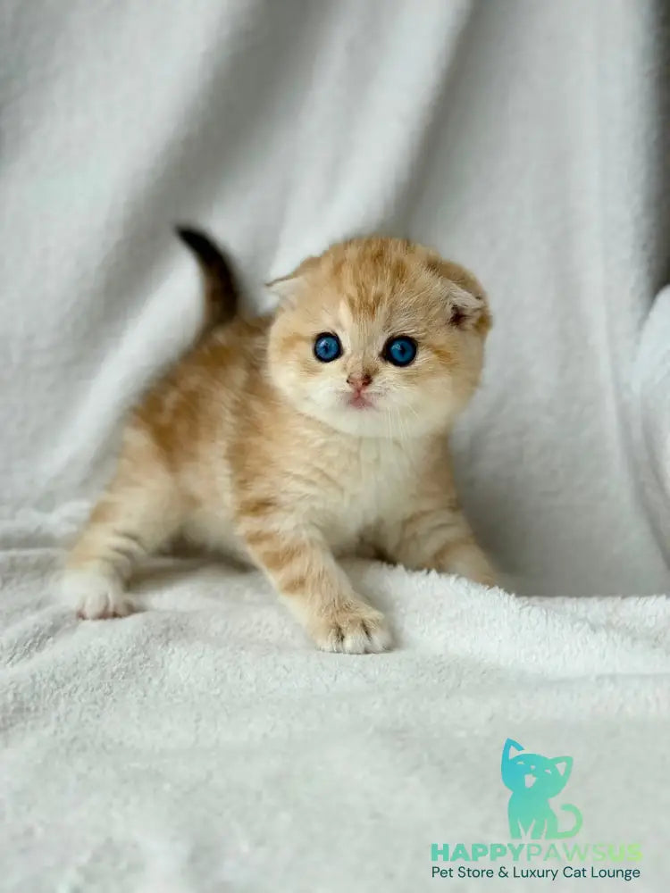Xena Scottish Fold female black golden tabby - live animals