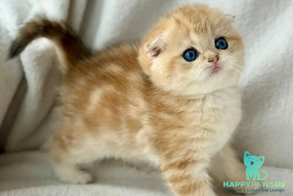 Xena Scottish Fold female black golden tabby - live animals