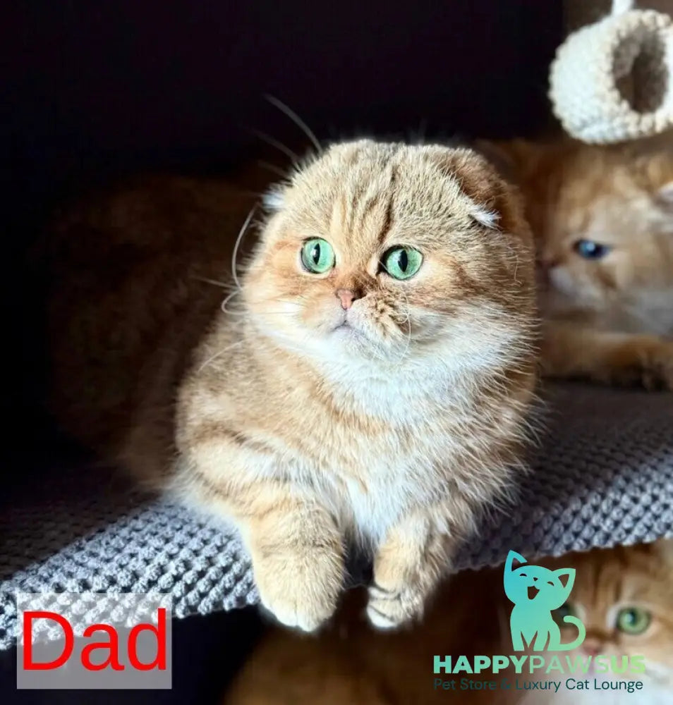 Xena Scottish Fold female black golden tabby - live animals