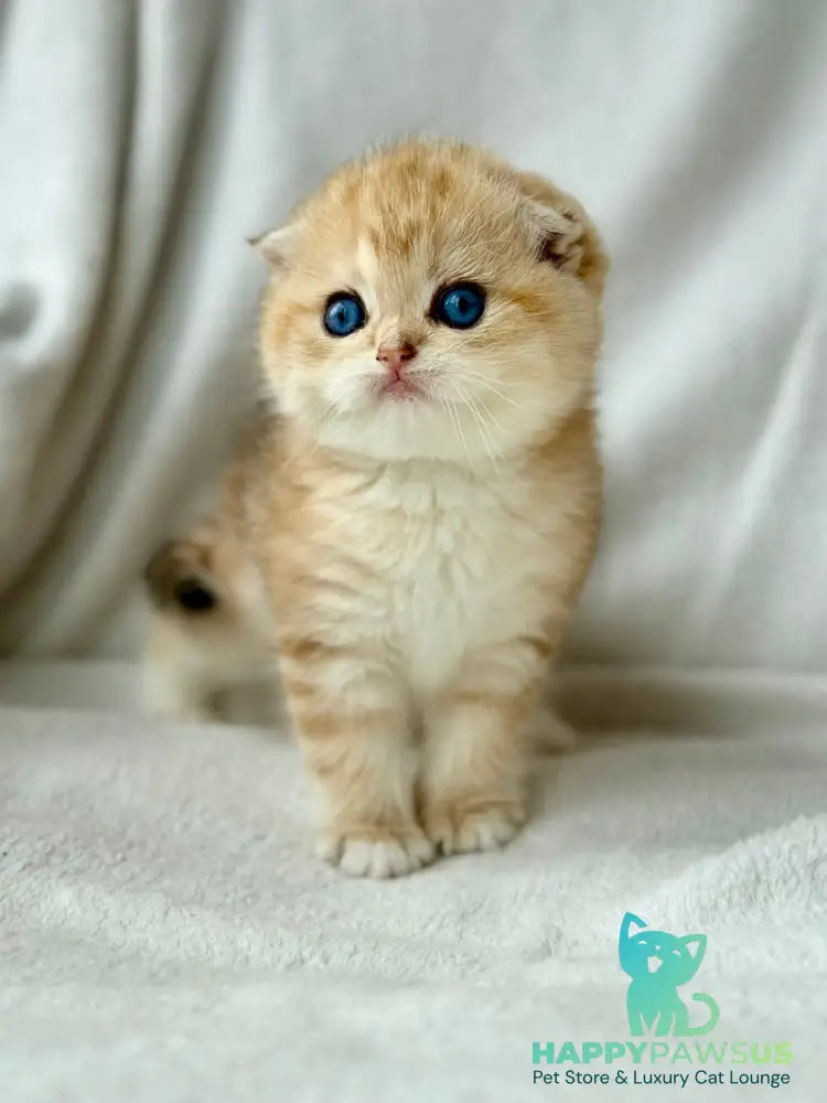 Xena Scottish Fold female black golden tabby - live animals