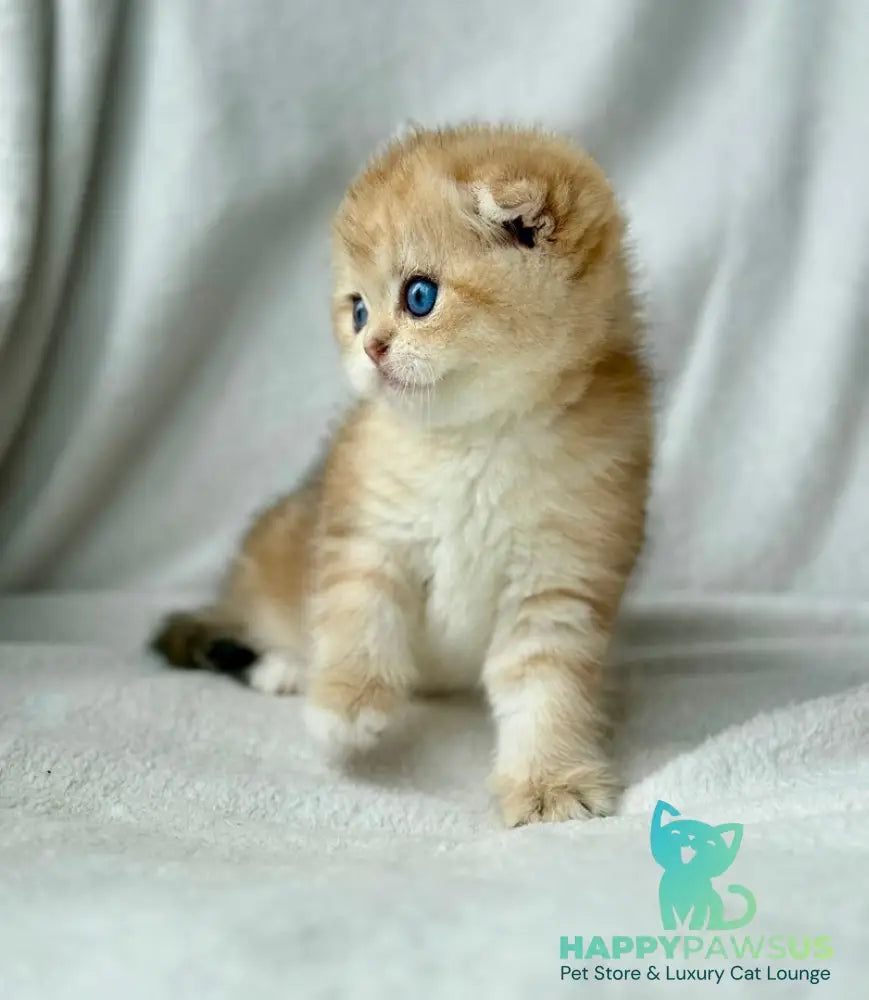 Xena Scottish Fold female black golden tabby - live animals