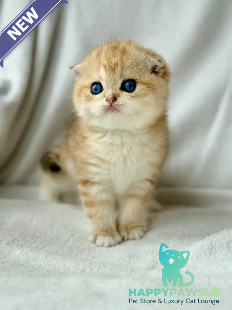 Xena Scottish Fold female black golden tabby - live animals