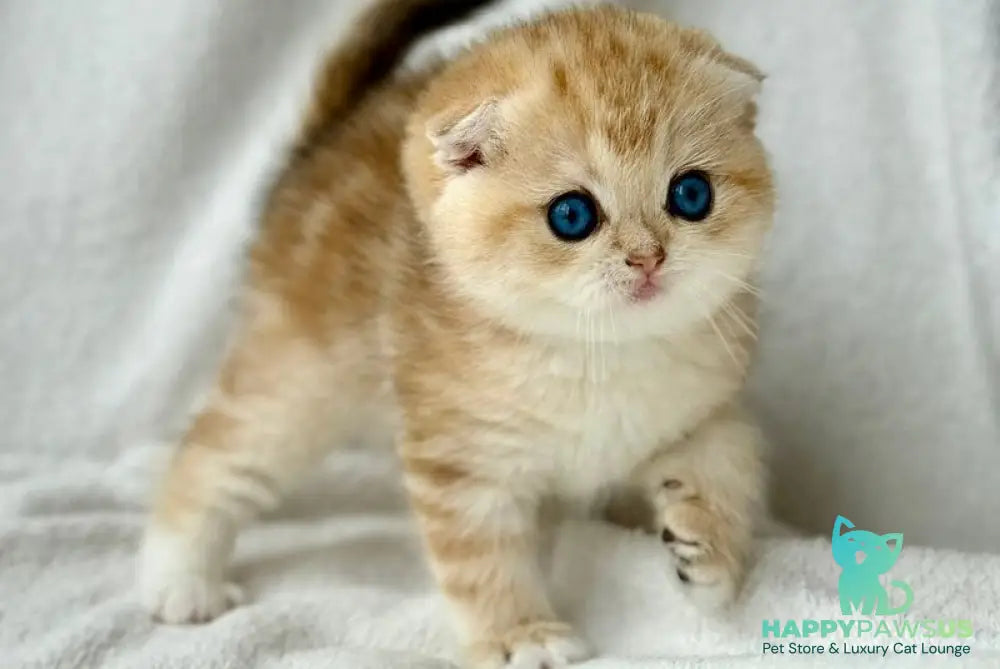 Xena Scottish Fold female black golden tabby - live animals