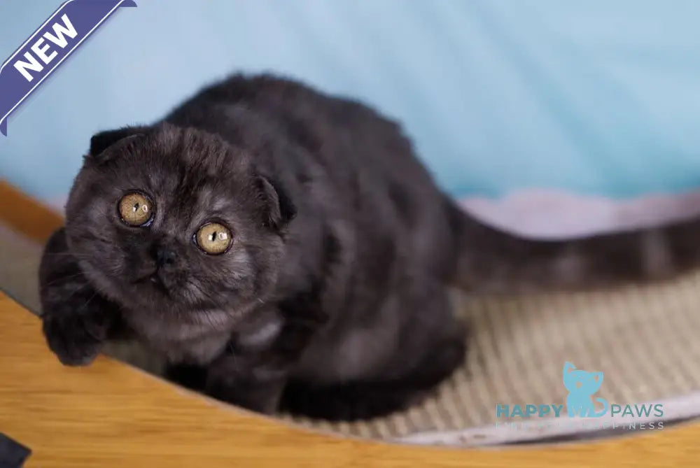 Xena Scottish Fold female black silver live animals