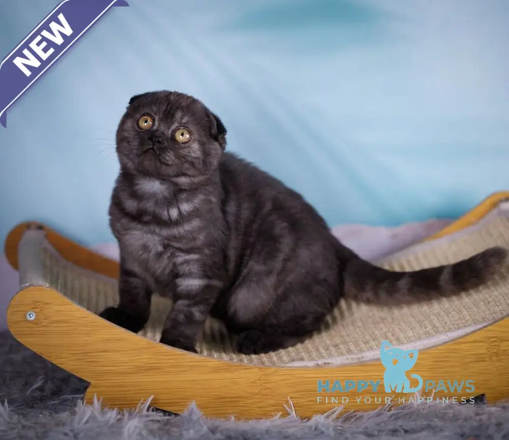 Xena Scottish Fold female black silver live animals