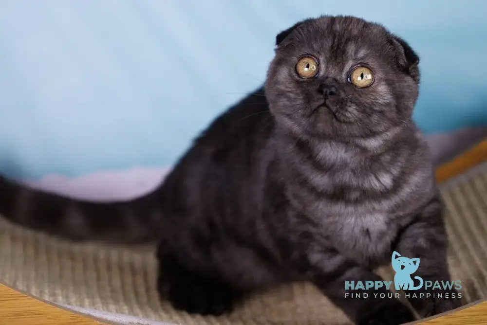 Xena Scottish Fold female black silver live animals