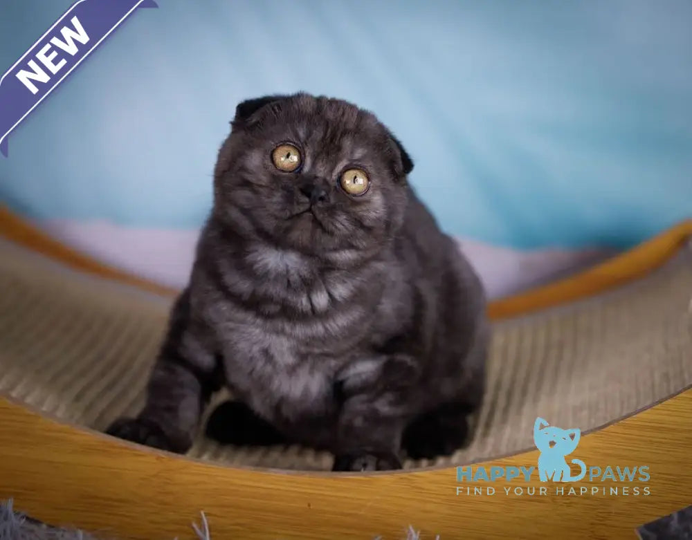 Xena Scottish Fold female black silver live animals