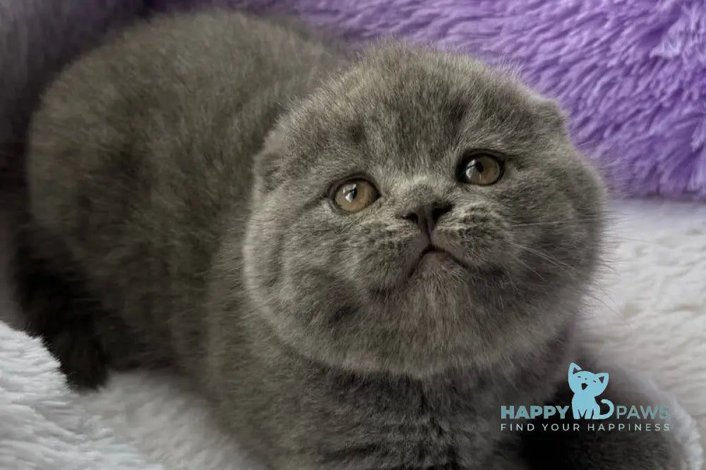 Xena Scottish Fold female blue live animals