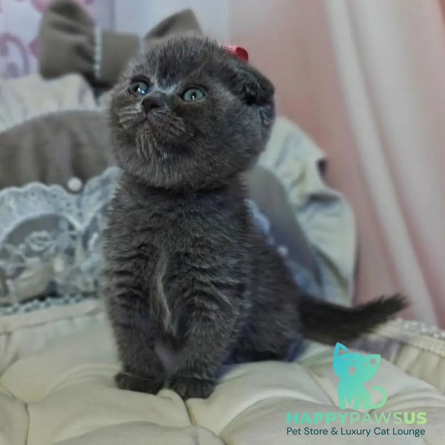 Xena Scottish Fold female blue - live animals
