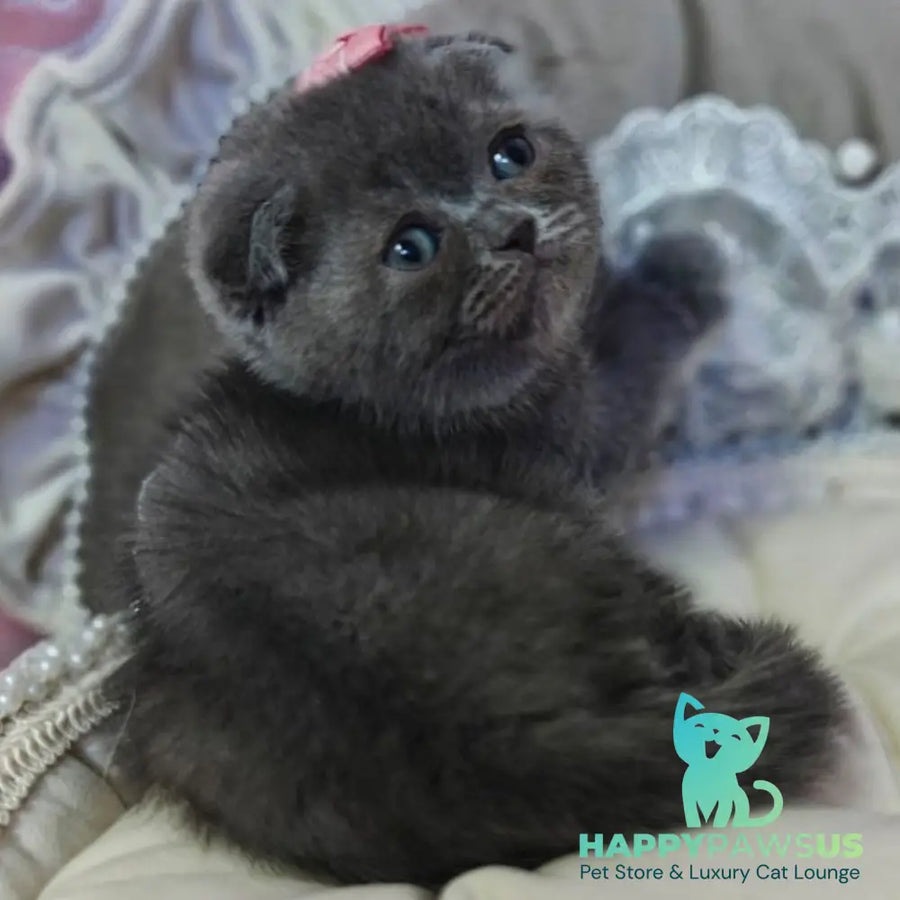 Xena Scottish Fold female blue - live animals
