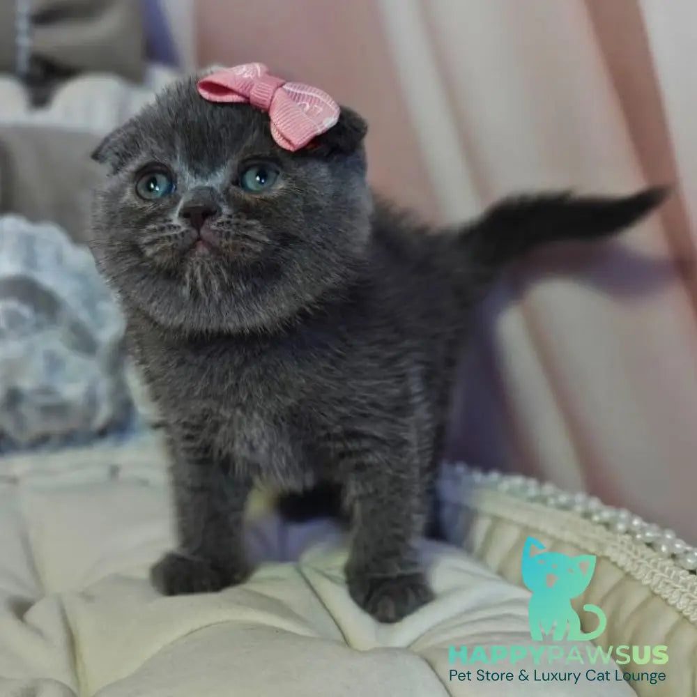 Xena Scottish Fold female blue - live animals
