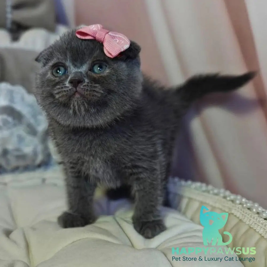 Xena Scottish Fold female blue - live animals