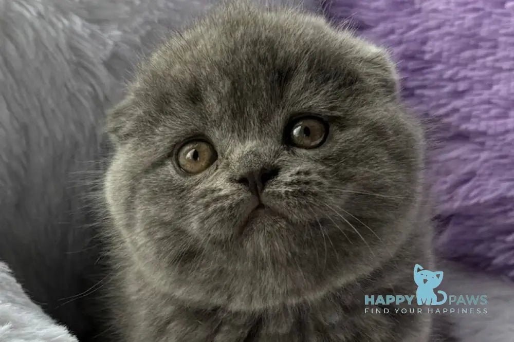 Xena Scottish Fold female blue live animals