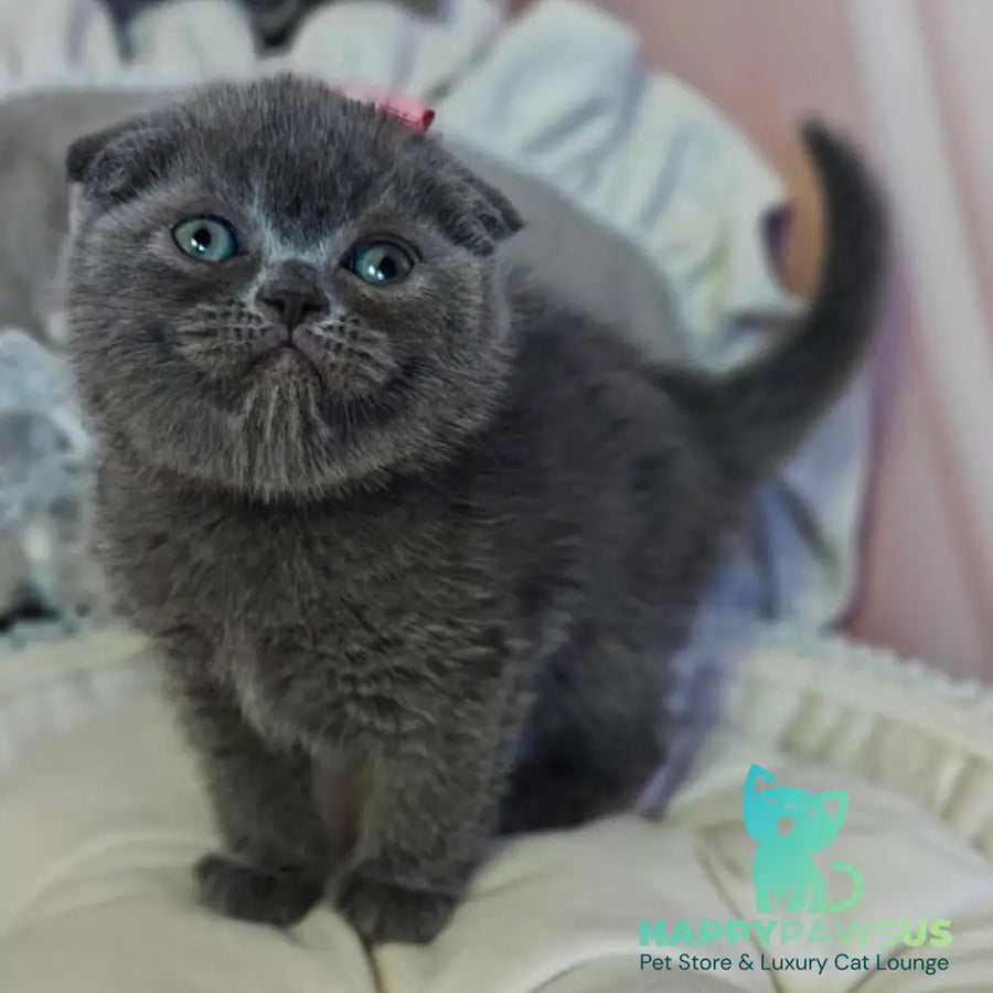 Xena Scottish Fold female blue - live animals