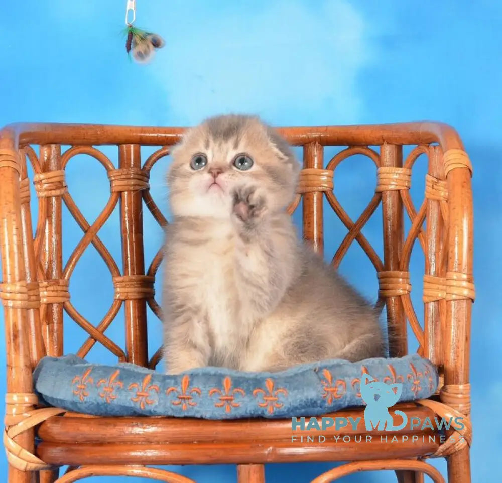 Xena Scottish Fold female blue ticked tabby live animals