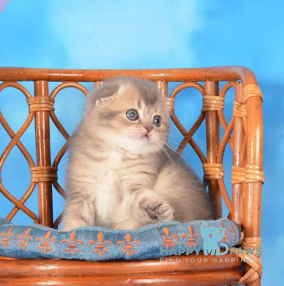 Xena Scottish Fold female blue ticked tabby live animals