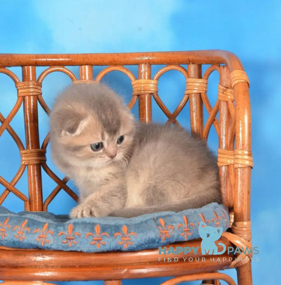 Xena Scottish Fold female blue ticked tabby live animals