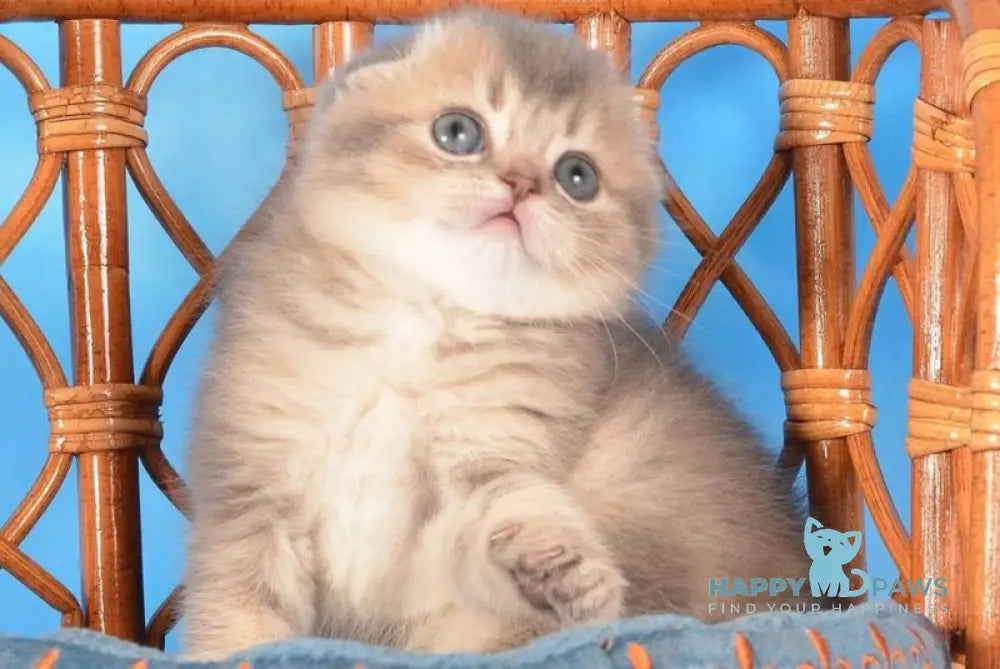 Xena Scottish Fold female blue ticked tabby live animals