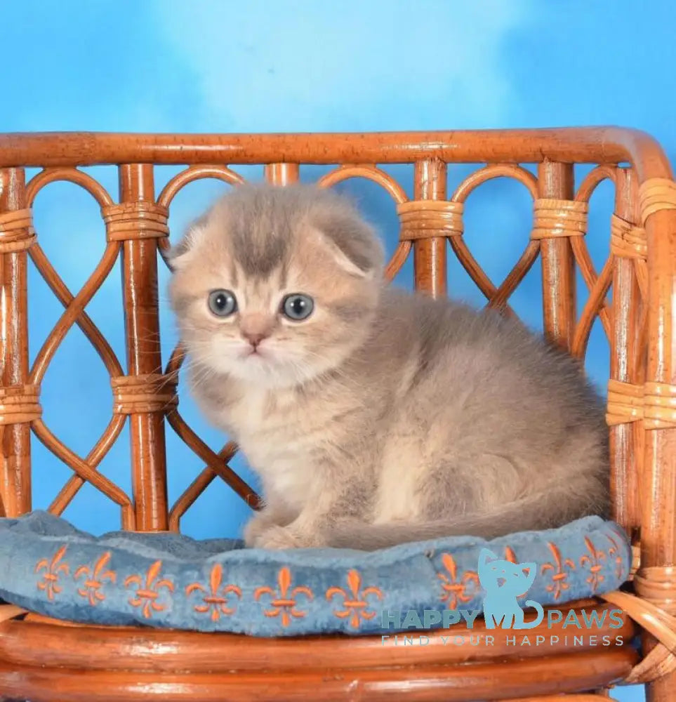 Xena Scottish Fold female blue ticked tabby live animals