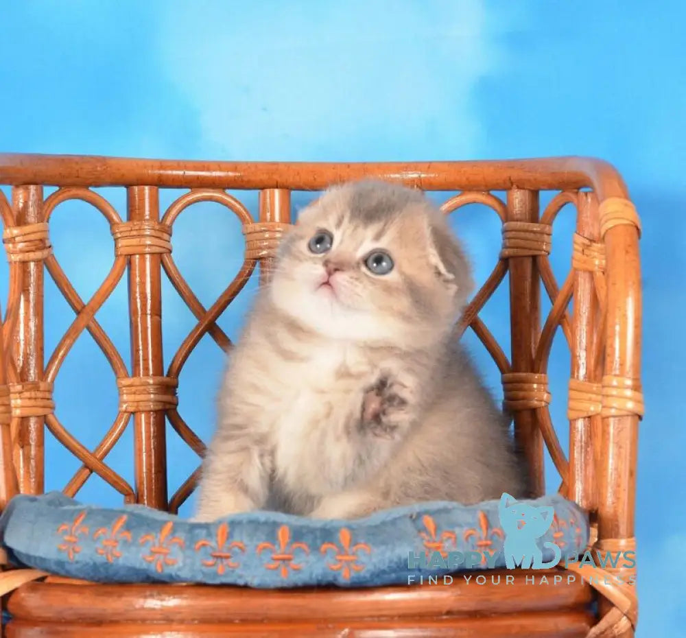 Xena Scottish Fold female blue ticked tabby live animals