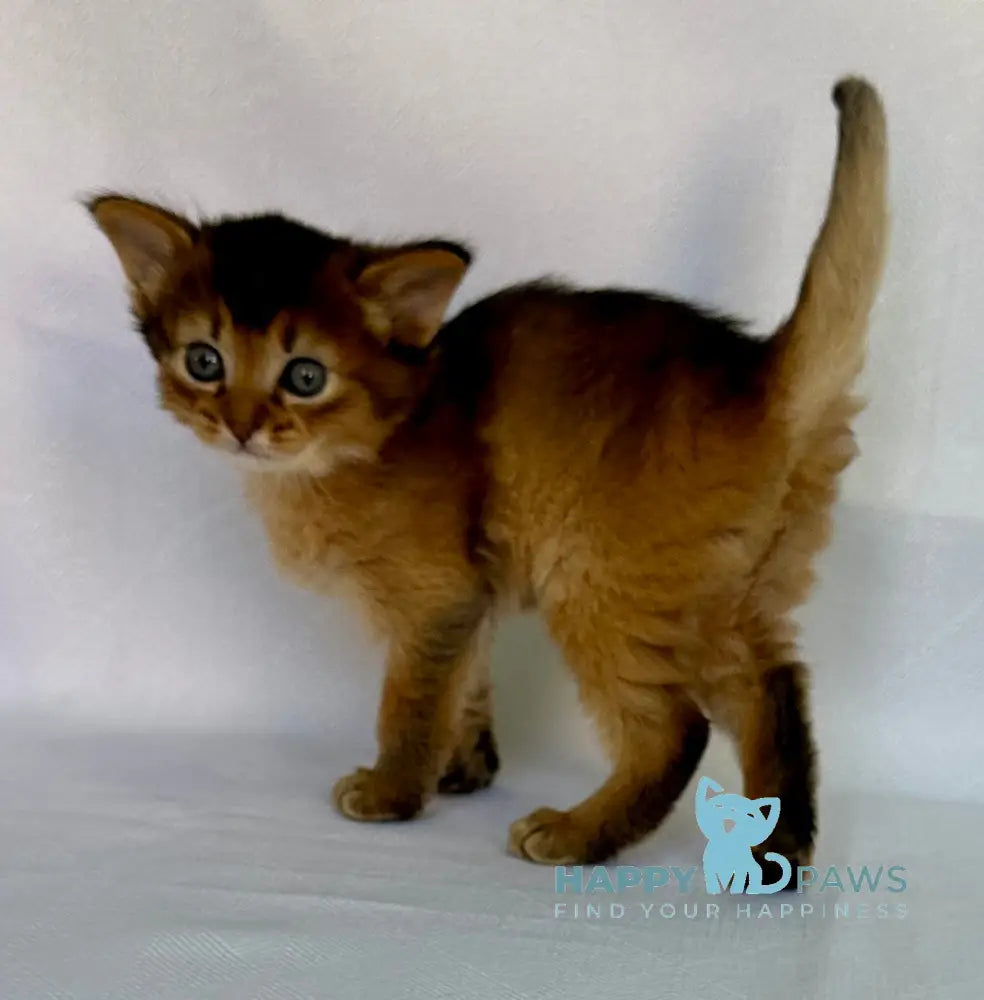Xena Somali female ruddy live animals