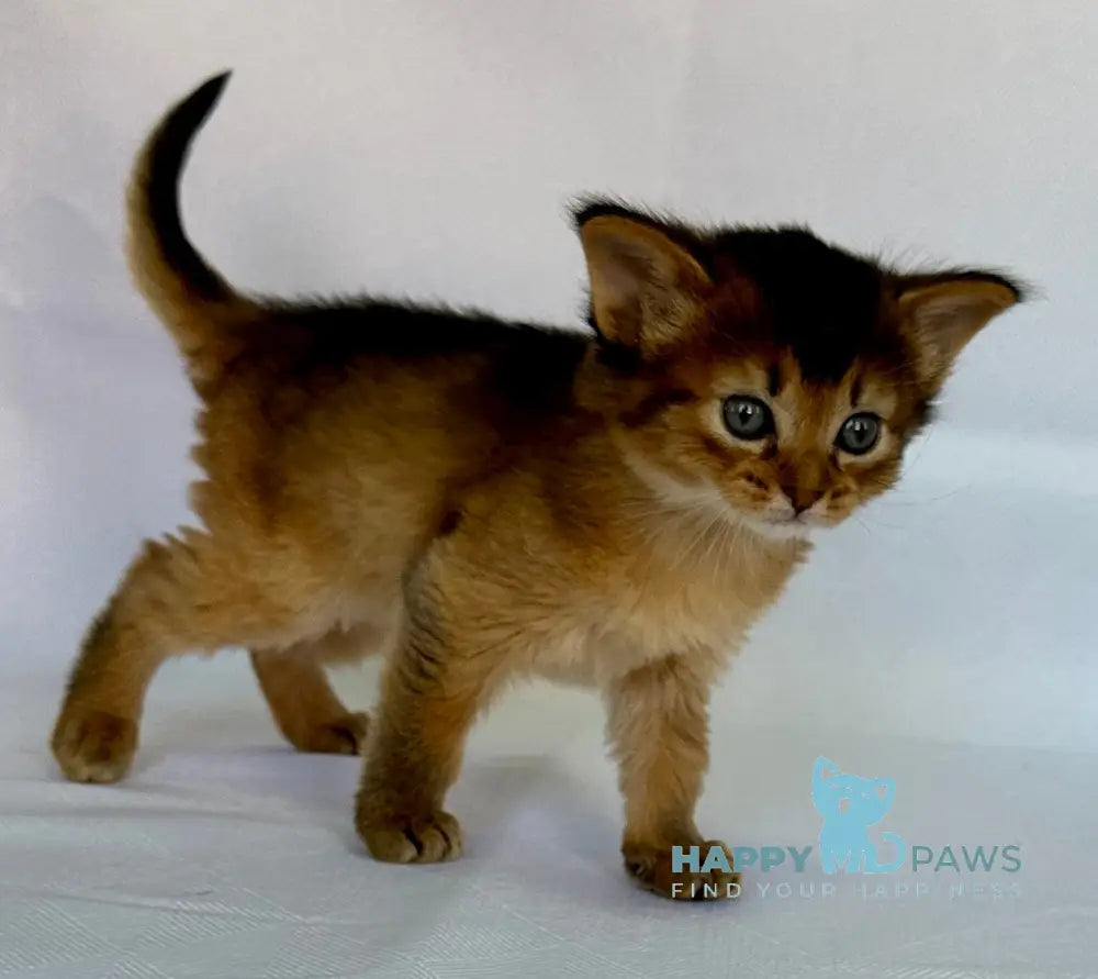 Xena Somali female ruddy live animals