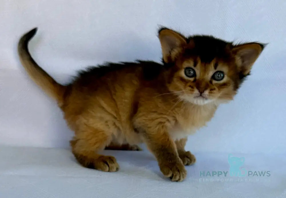 Xena Somali female ruddy live animals