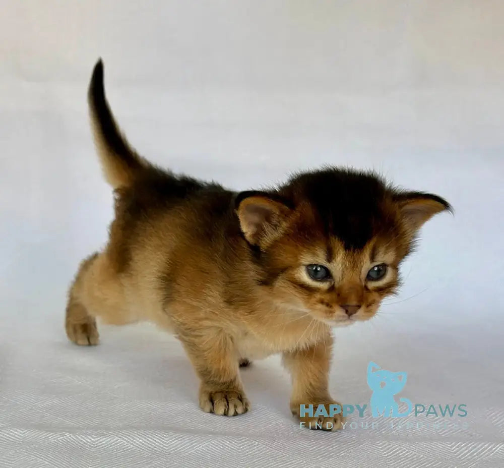 Xena Somali female ruddy live animals
