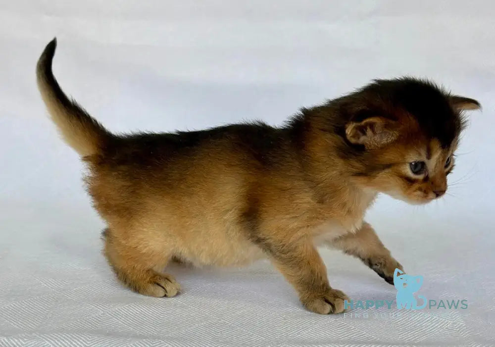 Xena Somali female ruddy live animals